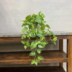 Lille Broget Guldranke