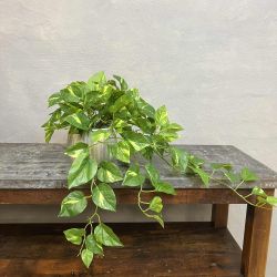 Lille Broget Guldranke