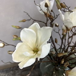 N�gne Magnolia - Hvid