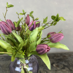 Simple Tulipaner - Lilla