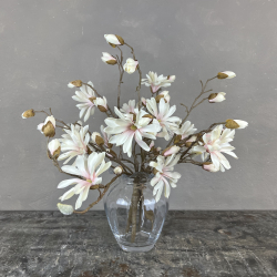 Japanske Magnolia - Rosa