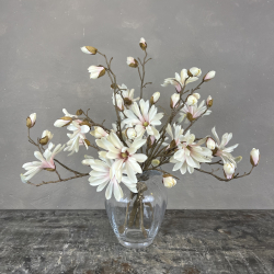 Japanske Magnolia - Rosa