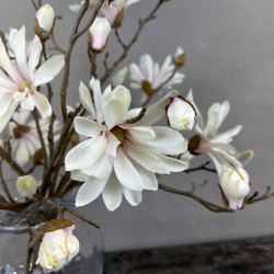 Japanske Magnolia - Rosa