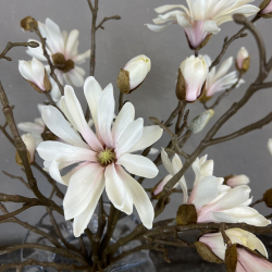 Japanske Magnolia - Rosa