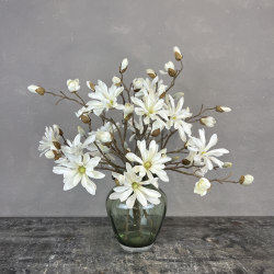 Japanske Magnolia - Hvid