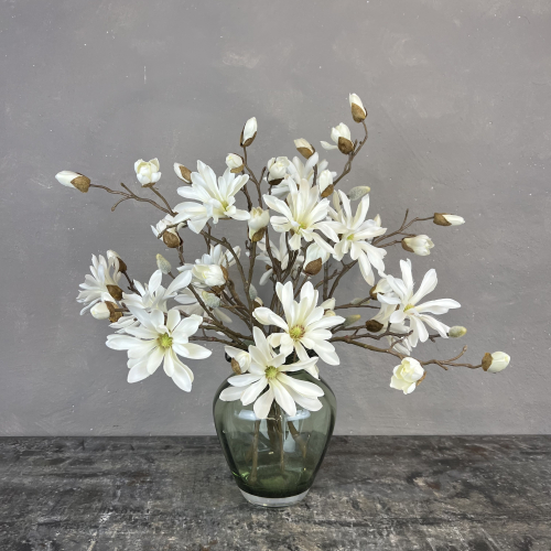 Japanske Magnolia - Hvid