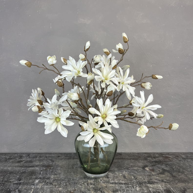 Japanske Magnolia - Hvid