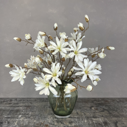 Japanske Magnolia - Hvid