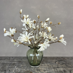 Japanske Magnolia - Hvid