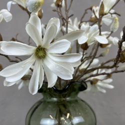 Japanske Magnolia - Hvid