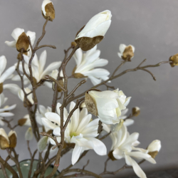 Japanske Magnolia - Hvid