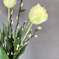 Creme Gul Tulipan