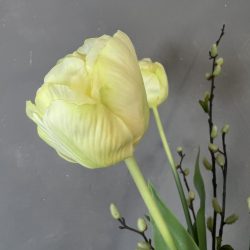 Creme Gul Tulipan