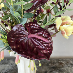 Vilde Anthurium