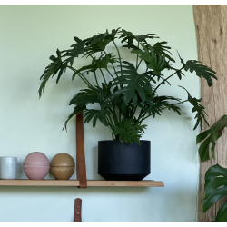 Kunstig Philodendron