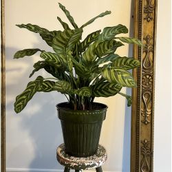 Kunstig Calathea Makoyana