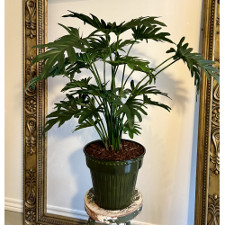 Kunstig Philodendron