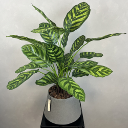 Kunstig Calathea Makoyana