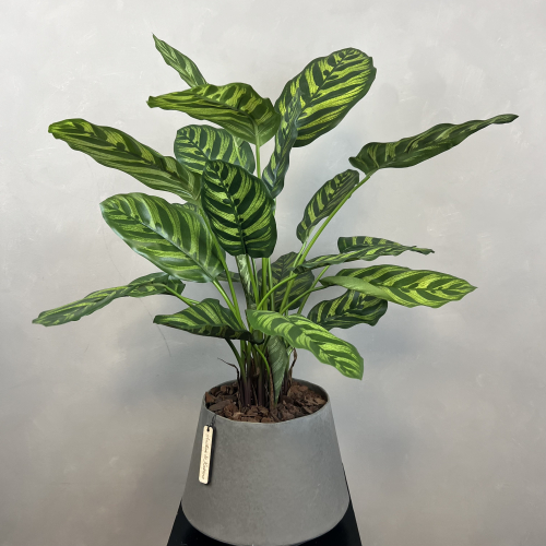 Kunstig Calathea Makoyana