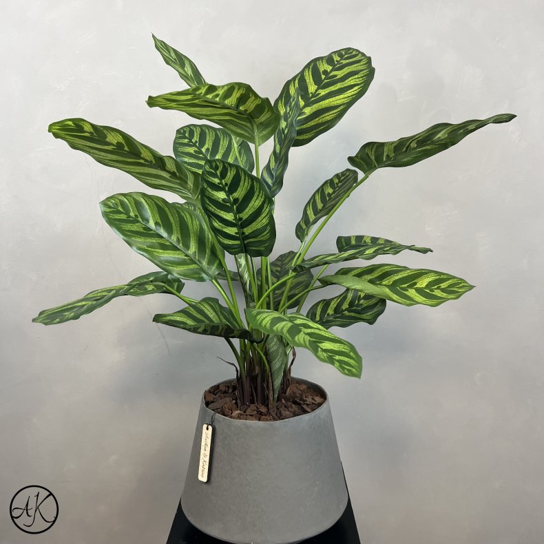 Kunstig Calathea Makoyana