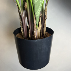 Kunstig Calathea Makoyana