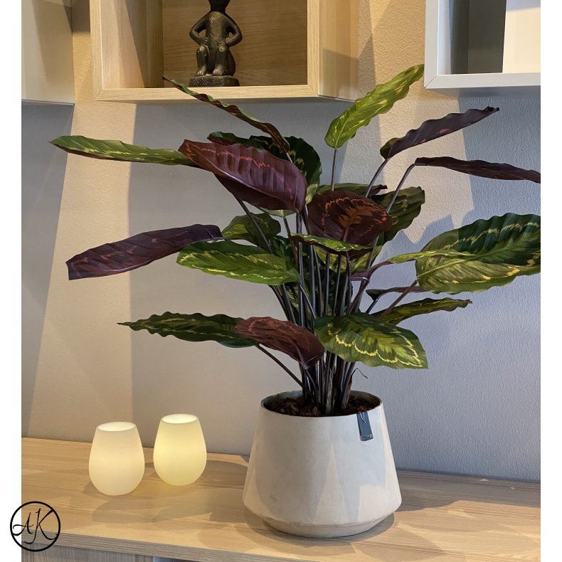 Kunstig Calathea Roseopicta