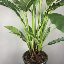 Kunstig Calathea
