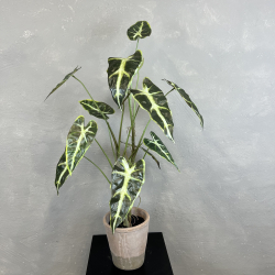 Kunstig Plante - Caladium
