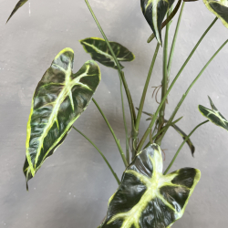 Kunstig Plante - Caladium