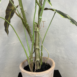 Kunstig Plante - Caladium