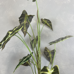 Kunstig Plante - Caladium