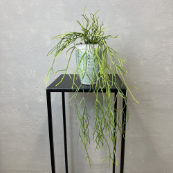 Kunstig Plante - Hnge Sukkulent