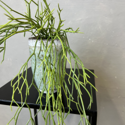 Kunstig Plante - Hnge Sukkulent