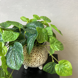 Kunstig Plante - Peperomia 