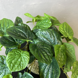 Kunstig Plante - Peperomia 