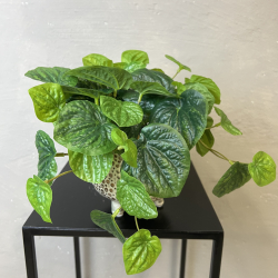 Kunstig Plante - Peperomia 