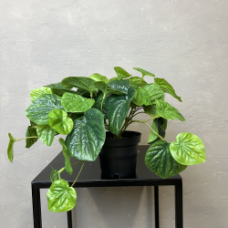 Kunstig Plante - Peperomia 