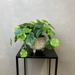 Kunstig Plante - Peperomia 