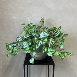 Kunstig Plante - Scindapsus 