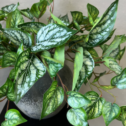 Kunstig Plante - Scindapsus 