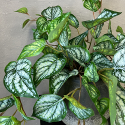 Kunstig Plante - Scindapsus 