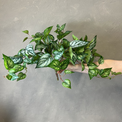 Kunstig Plante - Scindapsus 