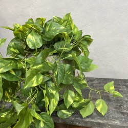 Lang Broget Guldranke