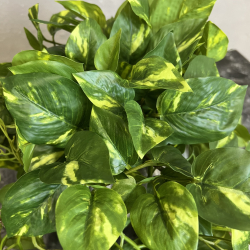 Lang Broget Guldranke