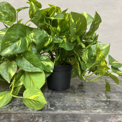 Lang Broget Guldranke