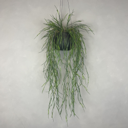 Kunstig Rhipsalis Hngeplante