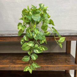 Lille Broget Guldranke