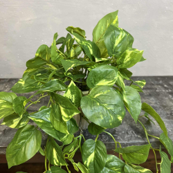 Lille Broget Guldranke