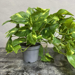 Lille Broget Guldranke