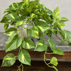 Lille Broget Guldranke